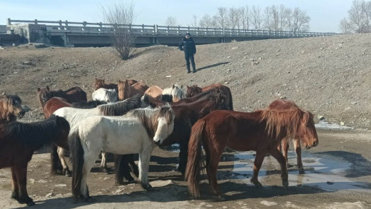 Богдхан уулын дархан цаазат газраас 100 гаруй толгой малыг албадан гаргажээ
