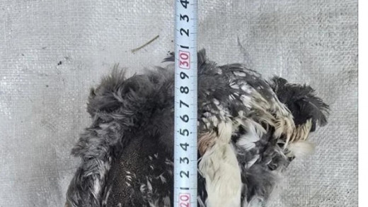 Алтайн хойлог шувууг тээвэрлэсэн үйлдлийг шалгаж прокурорт шилжүүлжээ