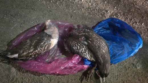 Ховор амьтан агнасан гэмт хэргийг илрүүллээ